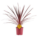 Verililjapuu Charly Boy Pink 17 cm ruukussa