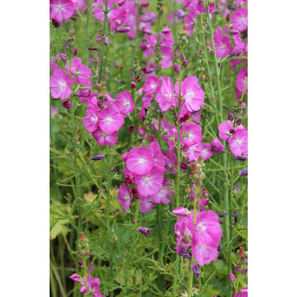 Tarhajalomalva 'Rosea'