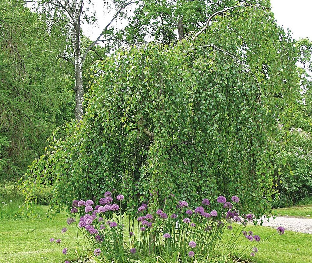 Kyynelkoivu