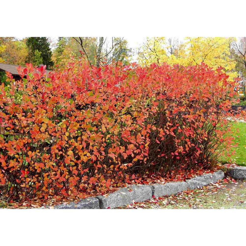 koristearonia-aita