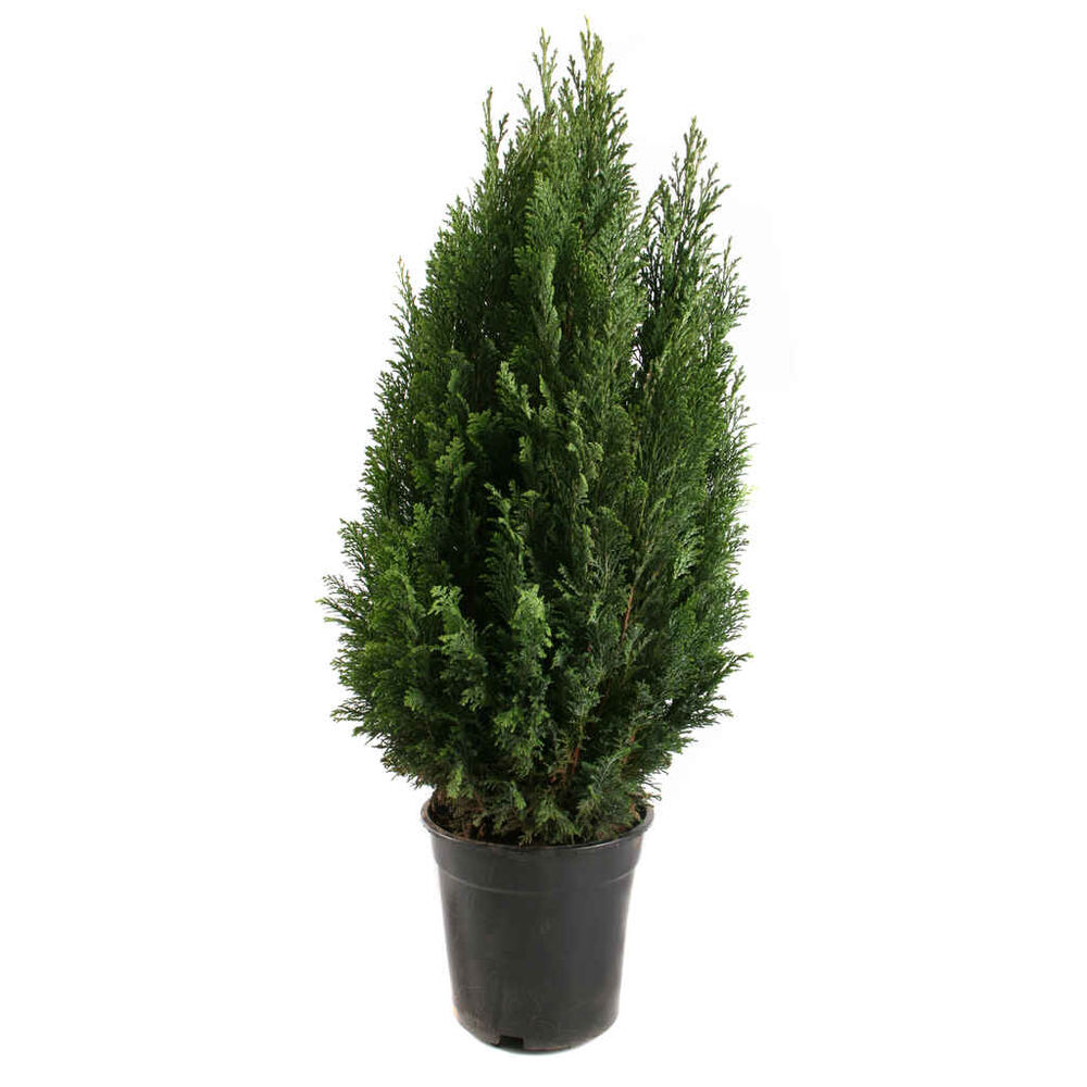 Sypressi Ellwoodii
