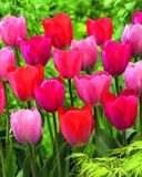 Tulppaanilajitelma Van Eijk Bouquet, 20 sipulia/pussi