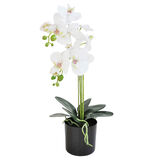 Orkidea 55 cm ruukussa valkoinen