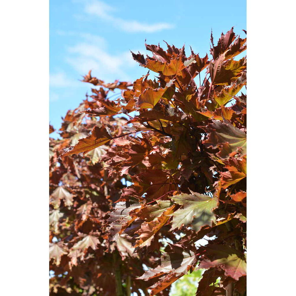 Metsävaahtera 'Crimson Sentry'