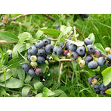 Tarhapensasmustikka North Blue FinE 2L
