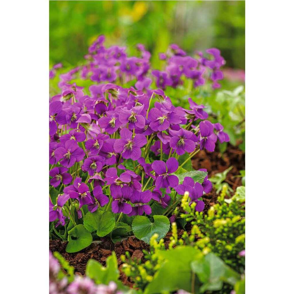 Perhosorvokki Violetti