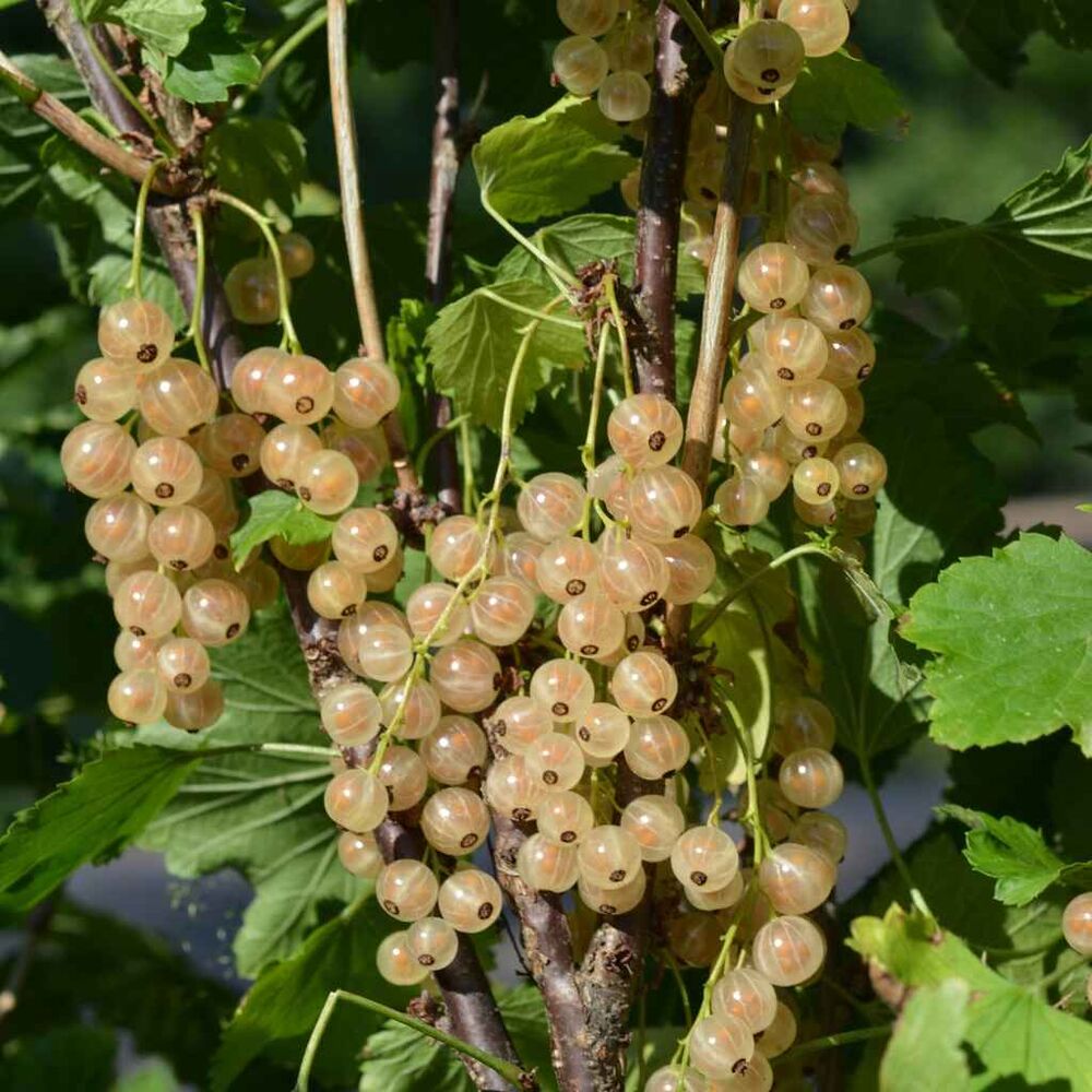 Valkoherukka Lepaan Valkea  FinE 3L