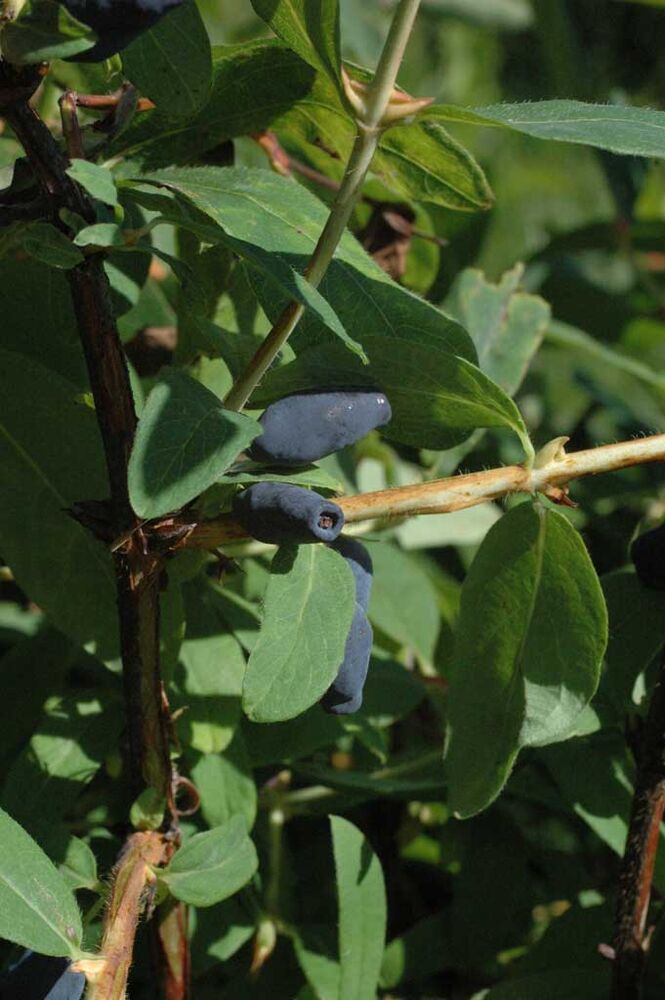 Marjasinikuusama 'Duet'