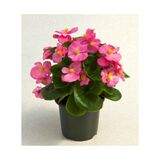 Kesäbegonia 10,5 cm ruukussa