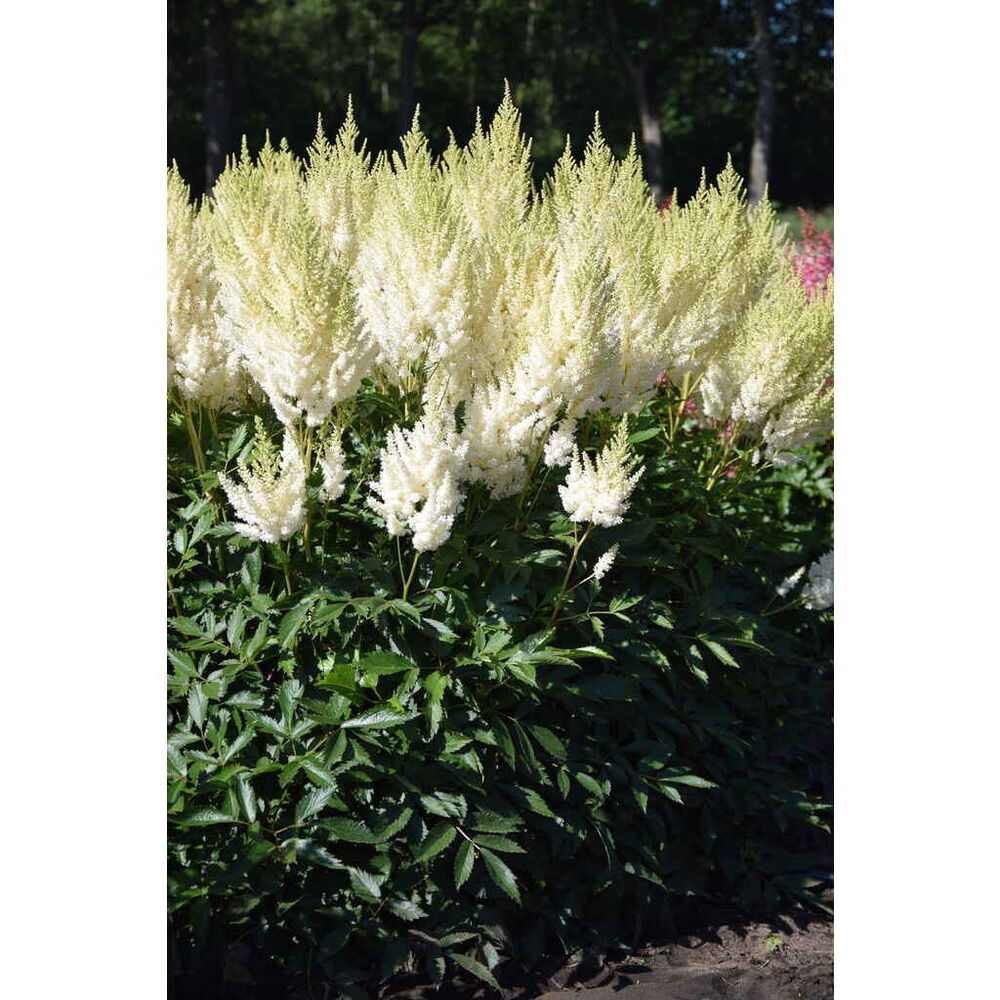 Tarhajaloangervo 'Weisse Gloria'