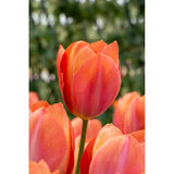 Tulppaani Apricot van Eijk, 50 sipulia/pussi
