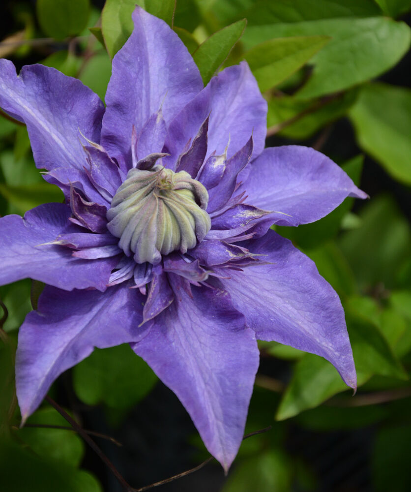 Loistokärhö 'Multiblue'