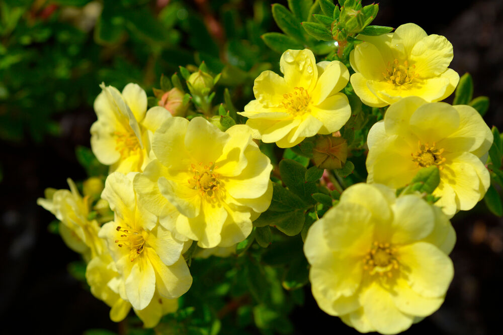Pensashanhikki Lemon Meringue
