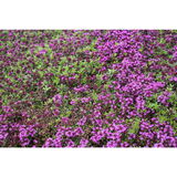 Harmaa-ajuruoho Coccineus