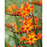Ruostekukka 'Firestars Firestarter', 10 sipulia/pussi