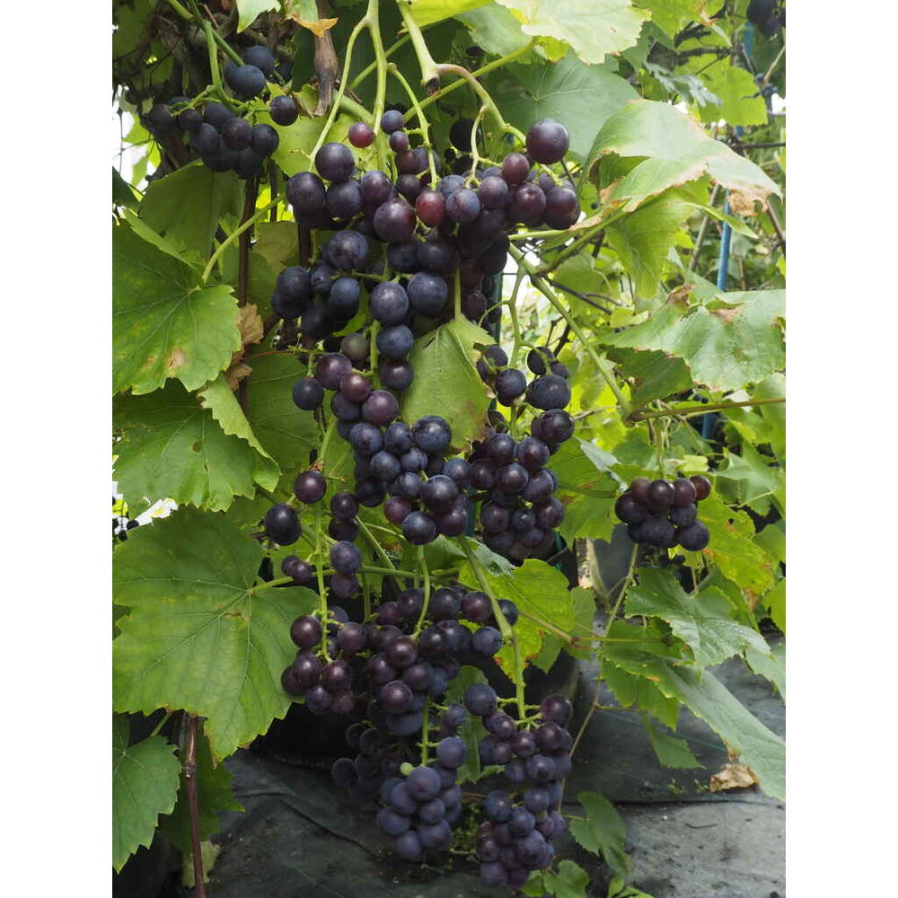 Viiniköynnös 'Svensson Red'