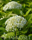 Pallohortensia Strong Annabelle® Incrediball, astiakoko 3L