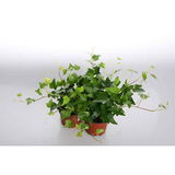 Muratti 11 cm ruukussa
