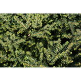 Kääpiöserbiankuusi Karel, myyntikorkeus 20-30 cm