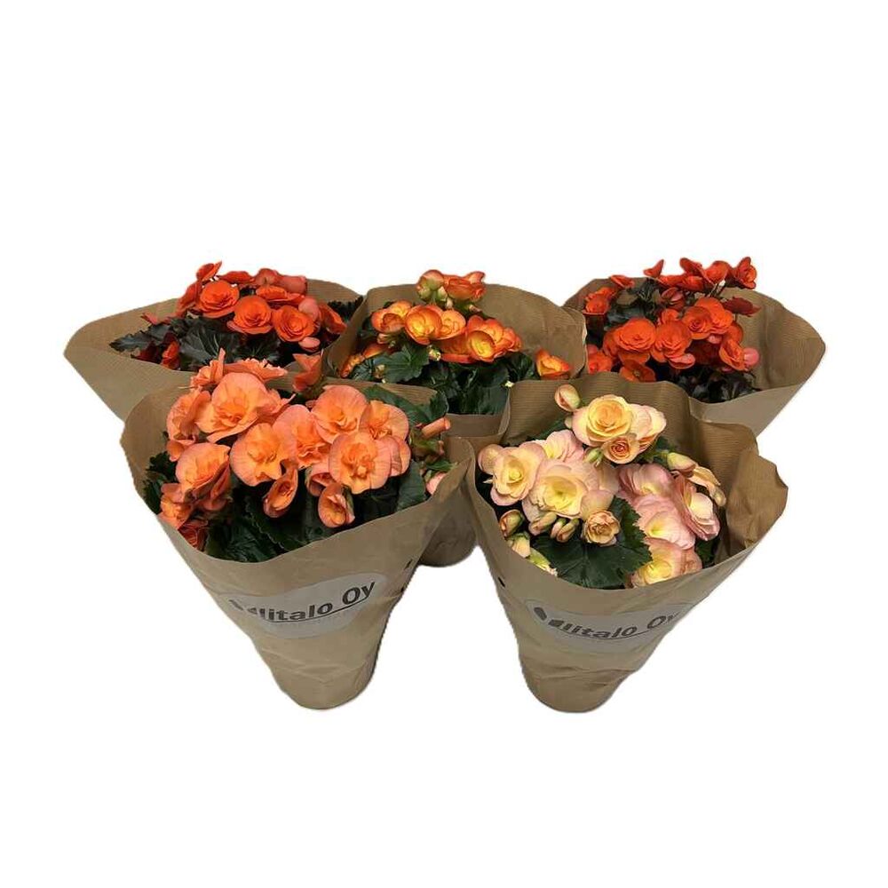 Syysbegonia paperipussissa 12 cm