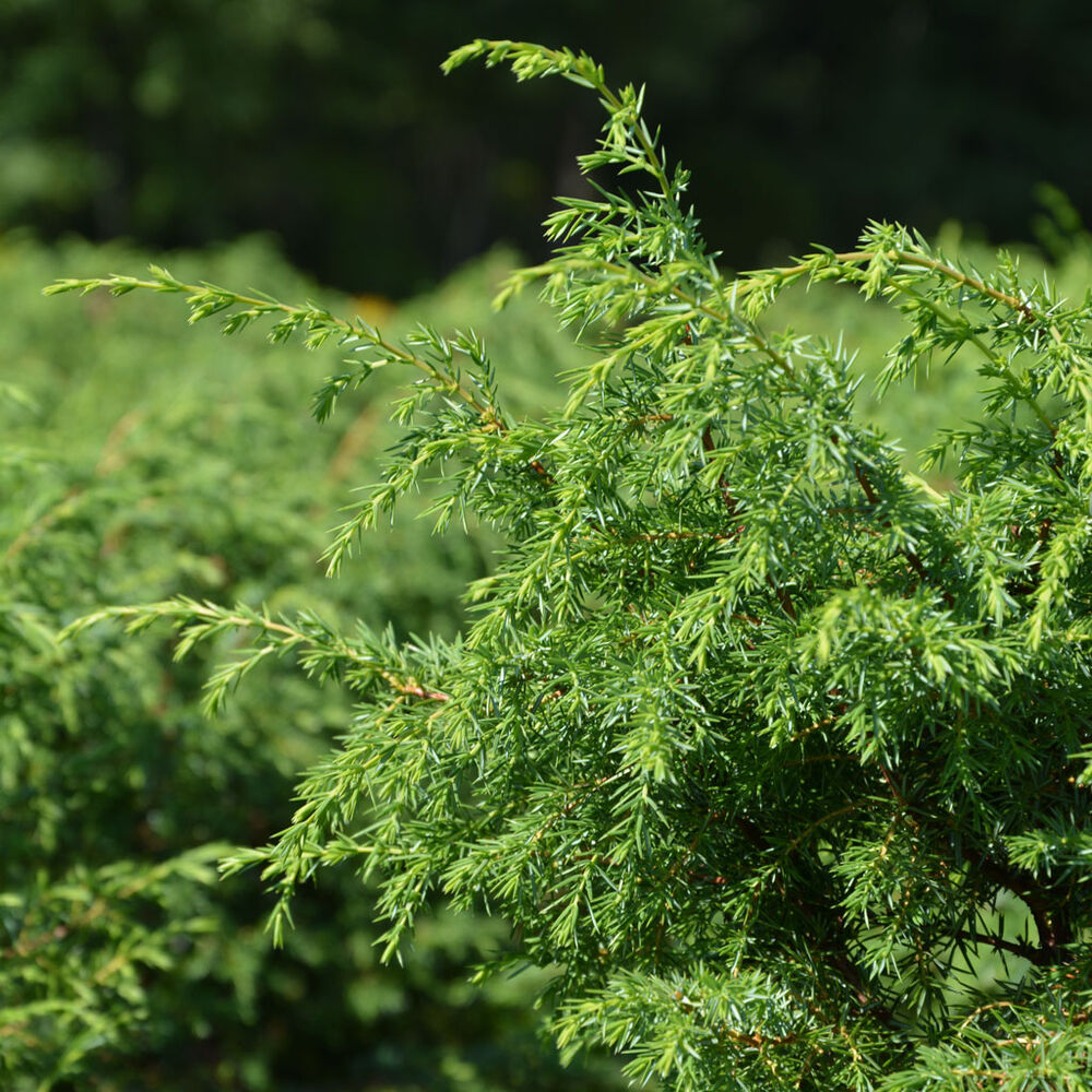 Pilarikataja 'Suecica'