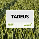 Siemensyysruisvehnä Tadeus kemiallisesti peitattu 800 kg