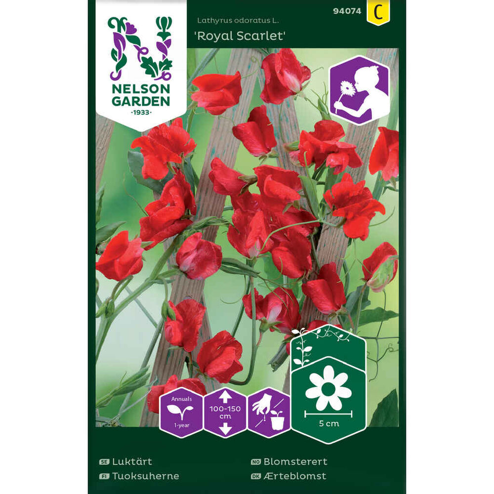 Tuoksuherne Royal Scarlet