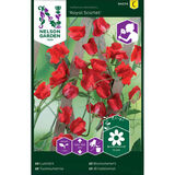 Tuoksuherne, 'Royal Scarlet'