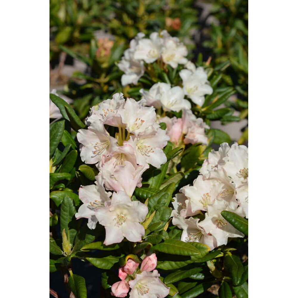 alppiruusu 'Terta'