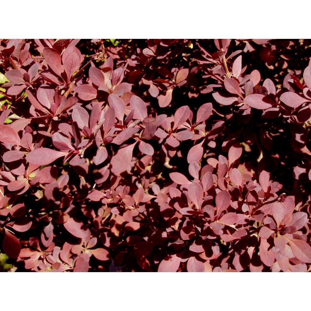 Purppurahappomarja