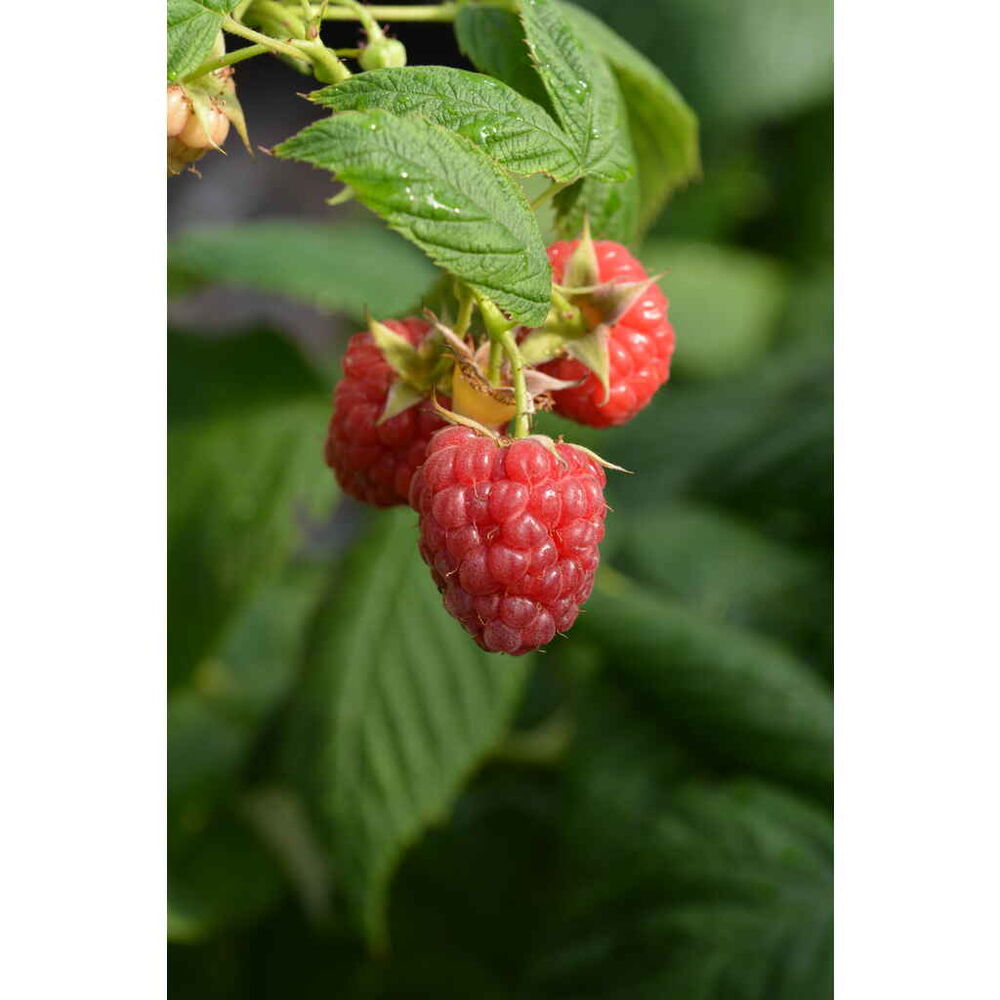 Vadelma 'Little Sweet Sister'