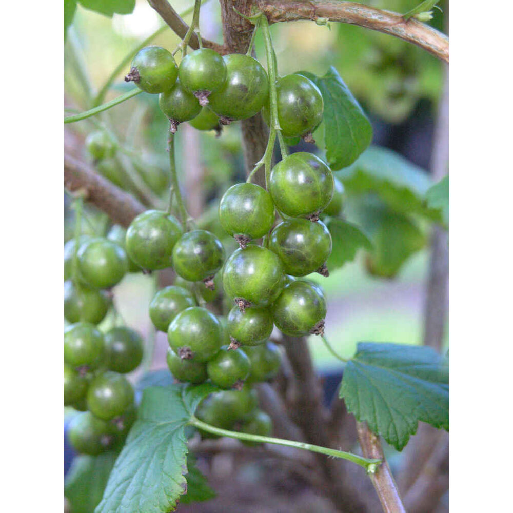 Viherherukka 'Vilma'