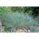 Sininata