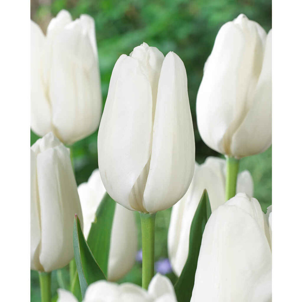 Tulppaani White Clouds (Hakuun) 10