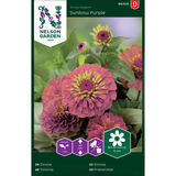 Isotsinnia, 'Sunbow Purple'