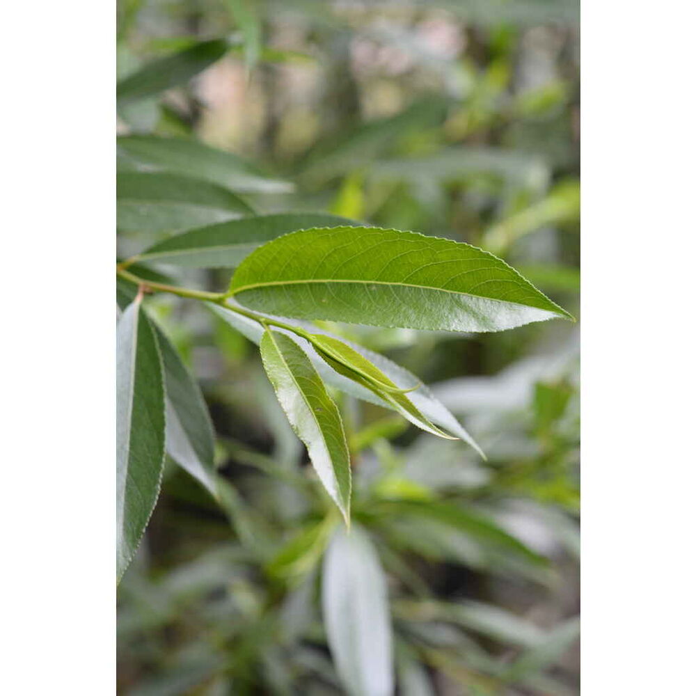 Isoriippasalava Lasipalatsi