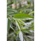 Isoriippasalava Lasipalatsi