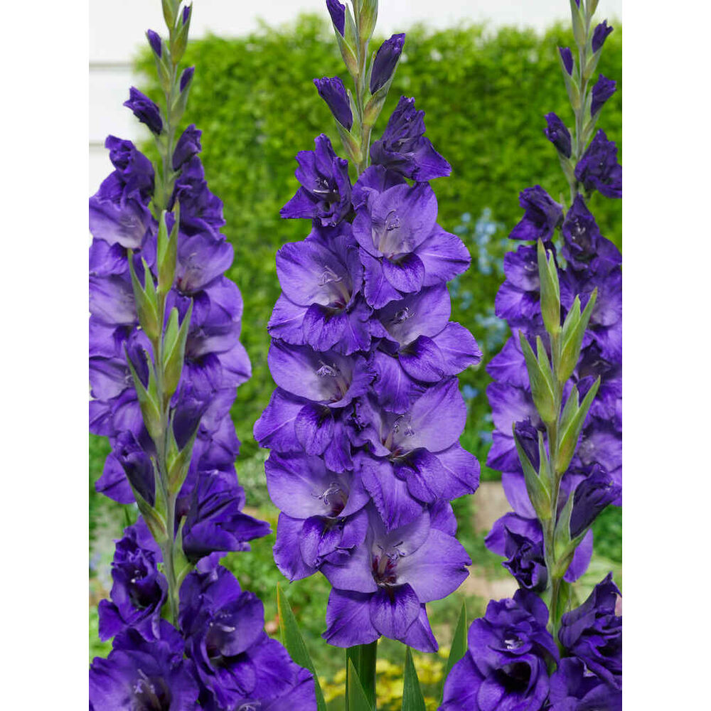 Gladiolus 'Cookie'