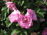 Ruusu Pink Pavement, astiakoko 3L