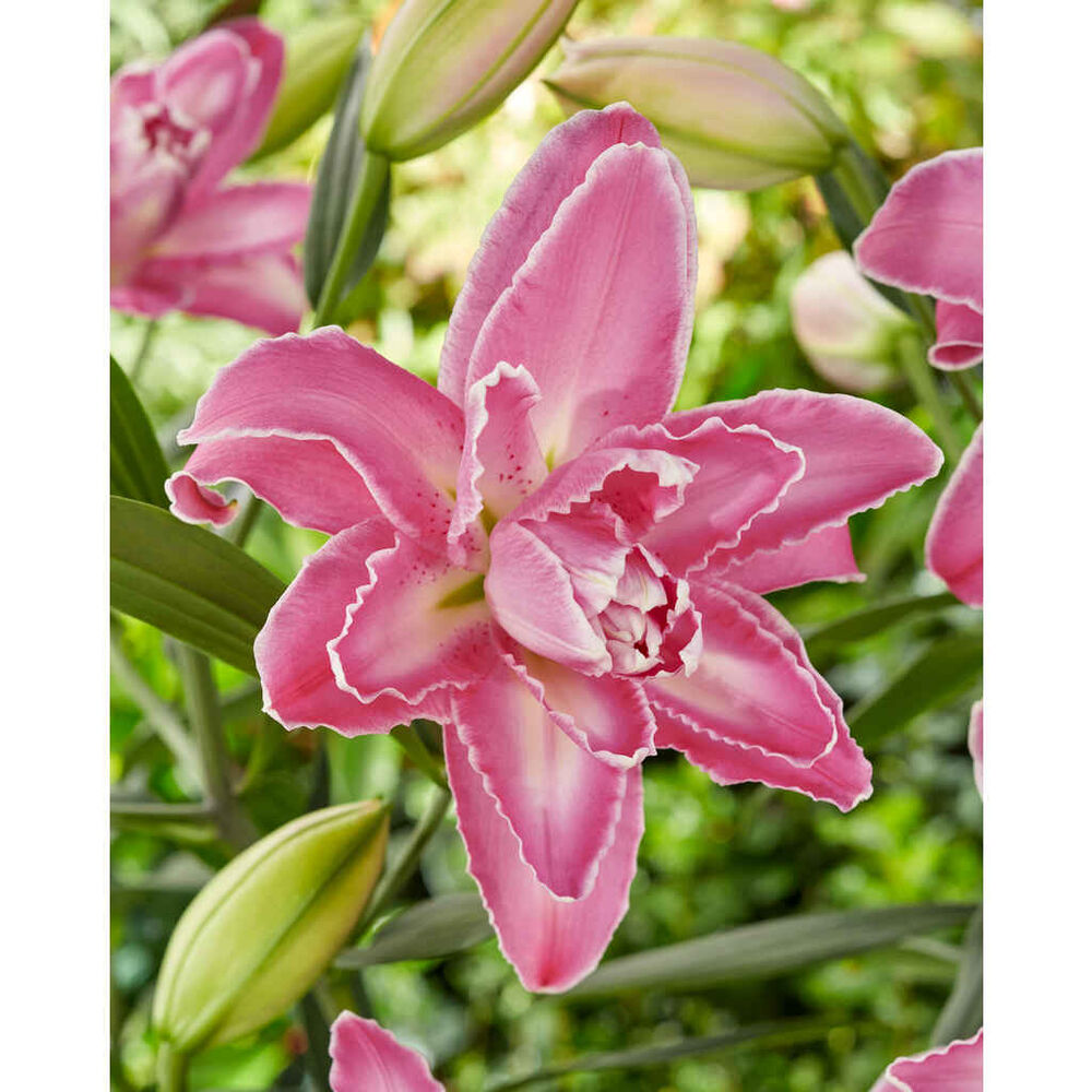 Lilja 'Lotus Wonder'