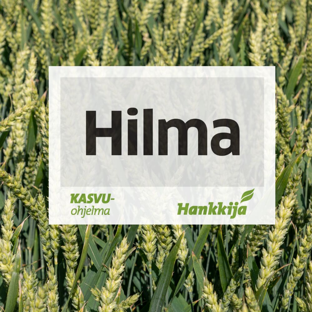 Hilma syysvehnä