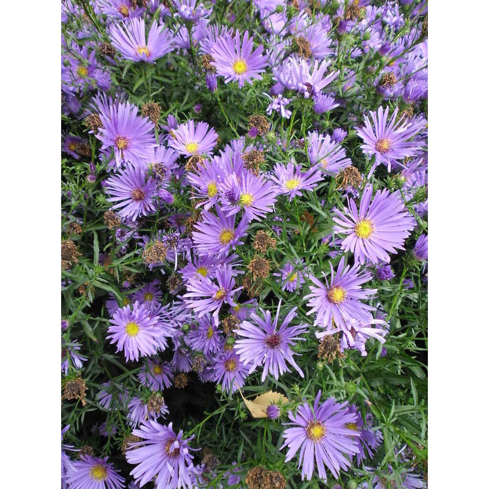 Asteri 'Kesseler'