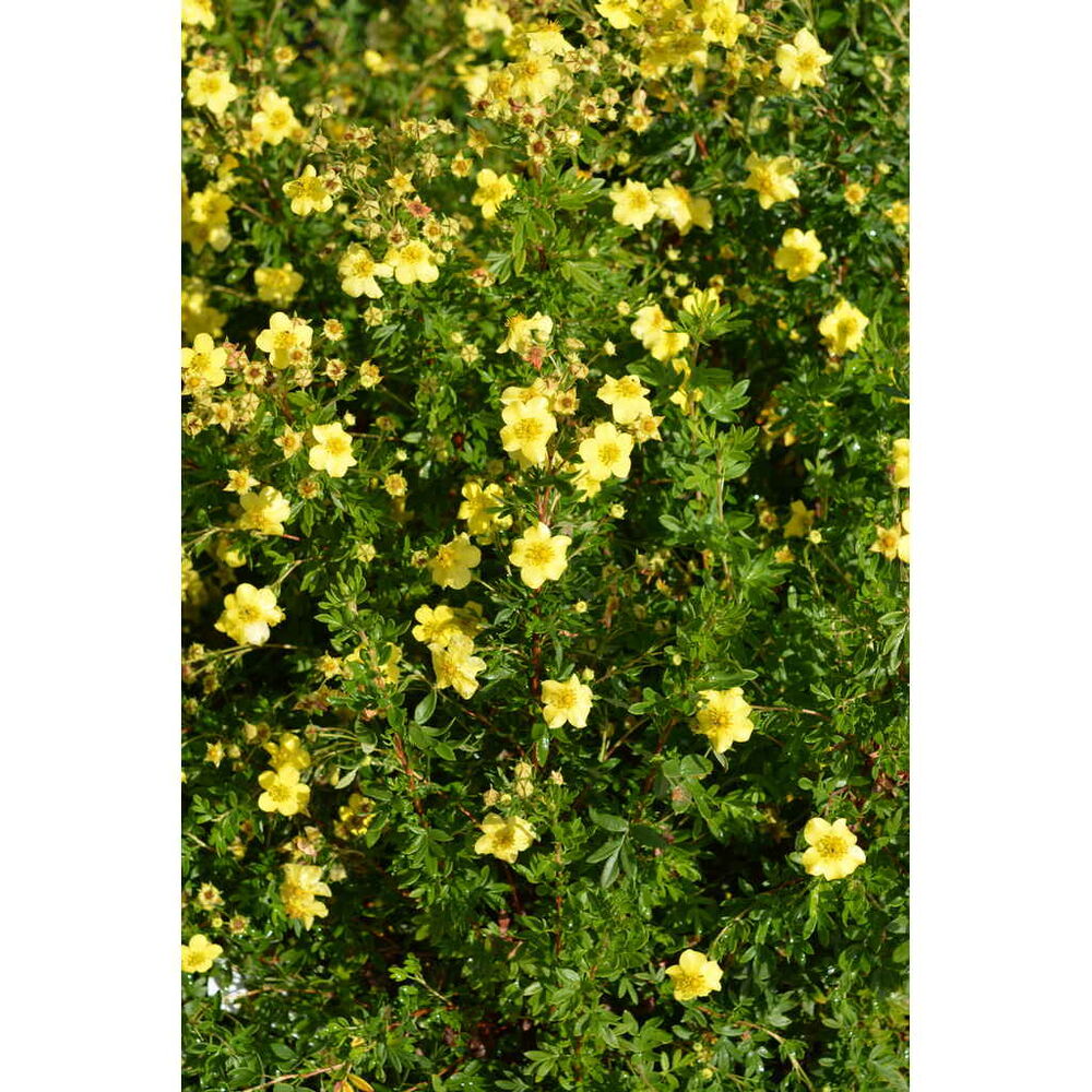 Pensashanhikki 'Tervola'