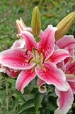 Lilja Stargazer, 2 sipulia/pussi