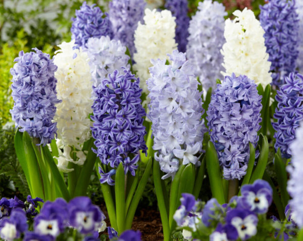 Hyasinttilajitelma Blue Shades