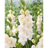 Gladiolus Ivory Perfection 10 kpl/pussi