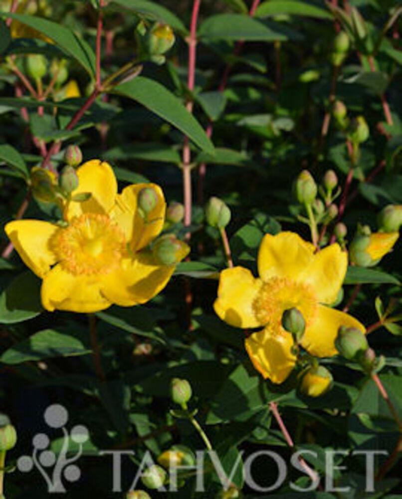 Pensaskuisma Hidcote