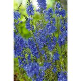 Loistotädyke Royal Blue