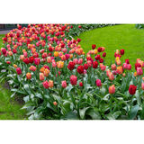 Tulppaanilajitelma Lovely Ladies, 50 sipulia/pussi