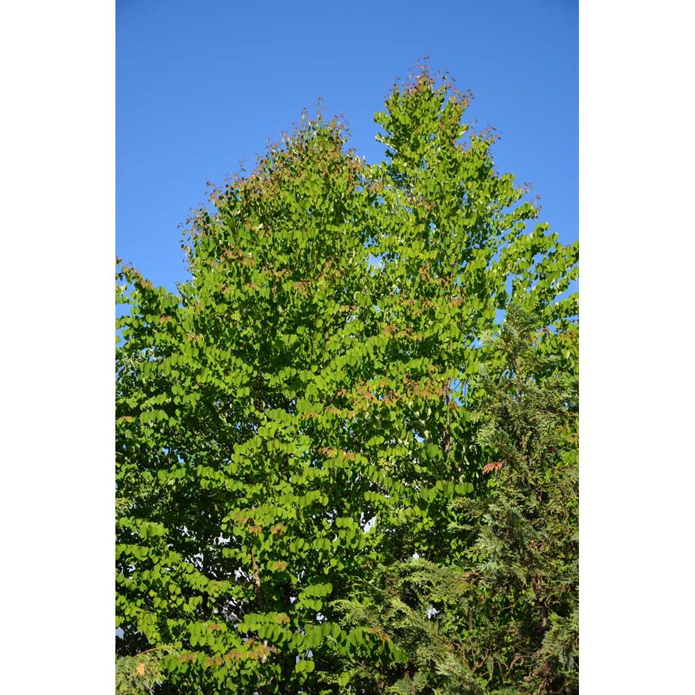 Katsura